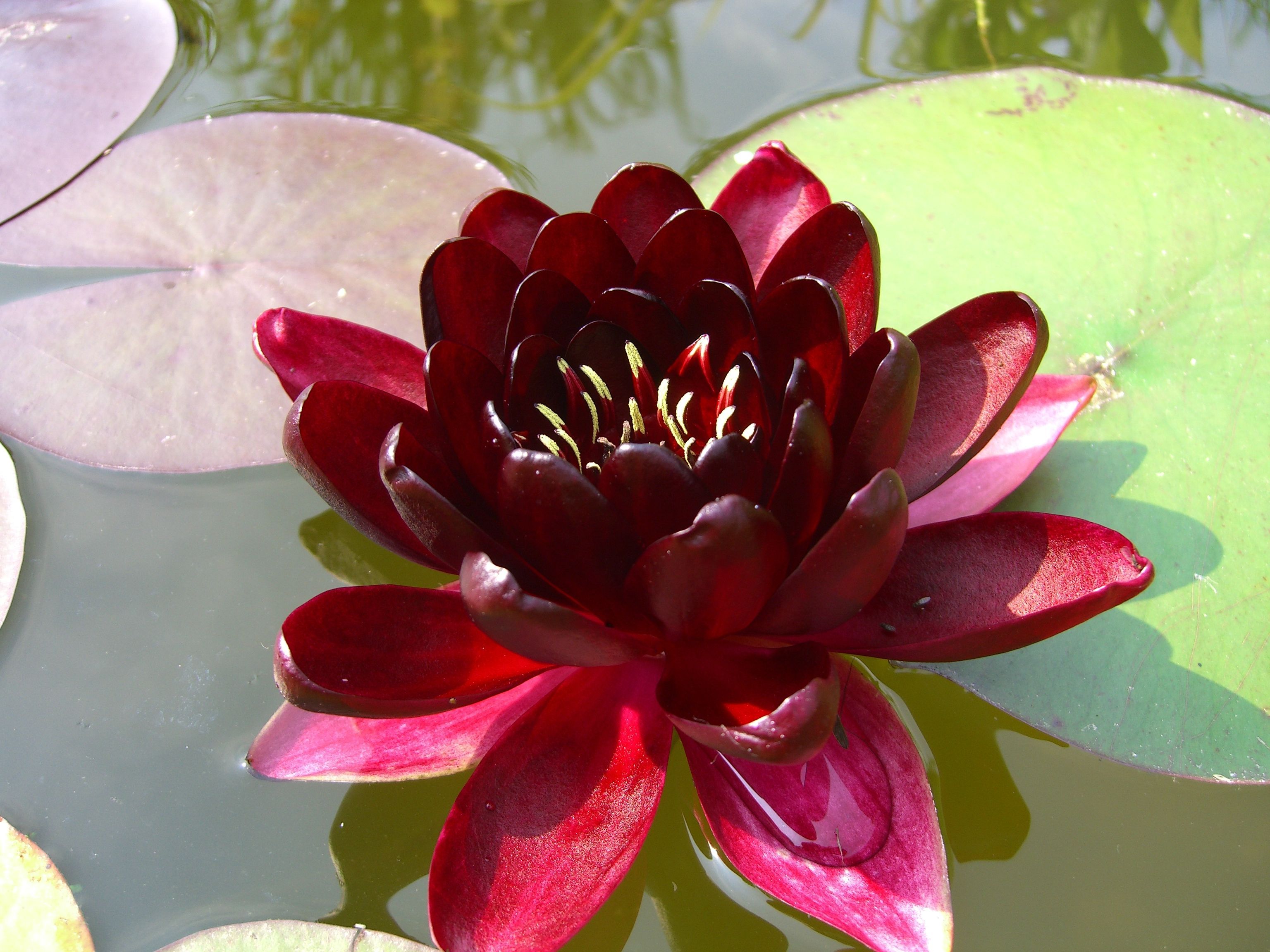 Seerose